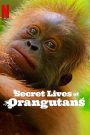 Secret Lives of Orangutans ชีวิตลับอุรังอุตัง (2024)